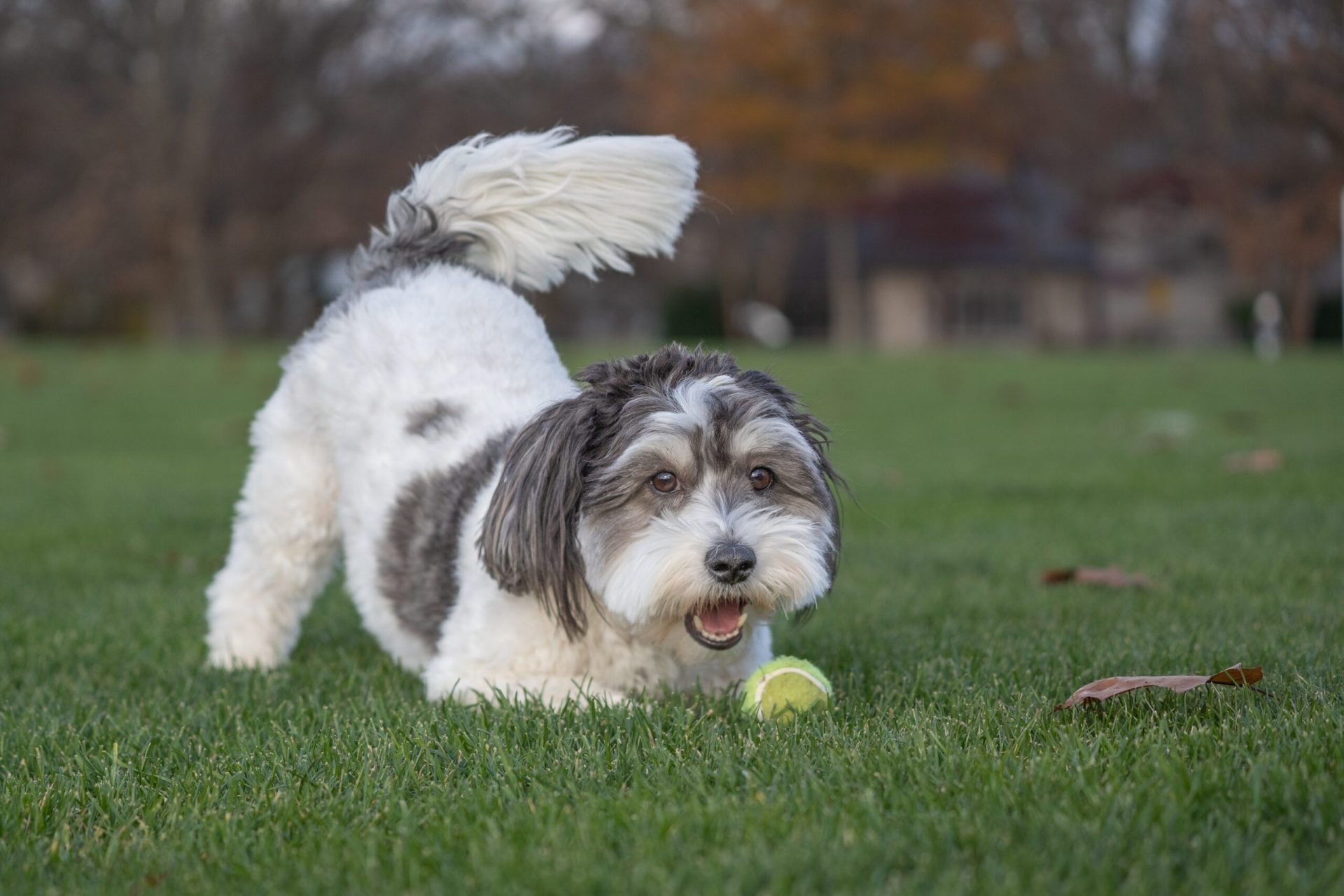 Limbajul câinilor, mai complex decât pare la prima vedere, ascunde o serie de subtilități atât de fine încât doar cei familiarizați cu comportamentul patrupedelor le pot descifra cu adevărat