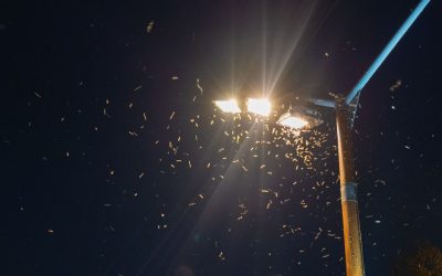 Lumina artificială de pe verandă sau din grădină atrage insectele nocturne într-un mod surprinzător și, pentru unii, deranjant