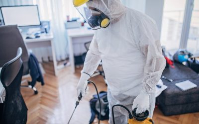 Creșterea numărului de infestări cu dăunători în București a devenit o preocupare tot mai stringentă pentru autorități și pentru locatarii din imobilele colective