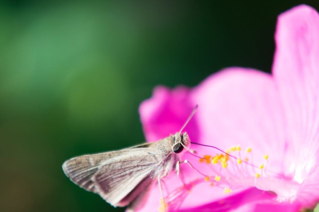 Misterul nectarului: O surpriză alcolică în florile din natură Poate părea surprinzător, dar toate indicii duceau departe: în curțile și pădurile lumii, florile nu sunt doar surse de nectar pentru insecte, ci și pot conține o componentă neașteptată – alcool