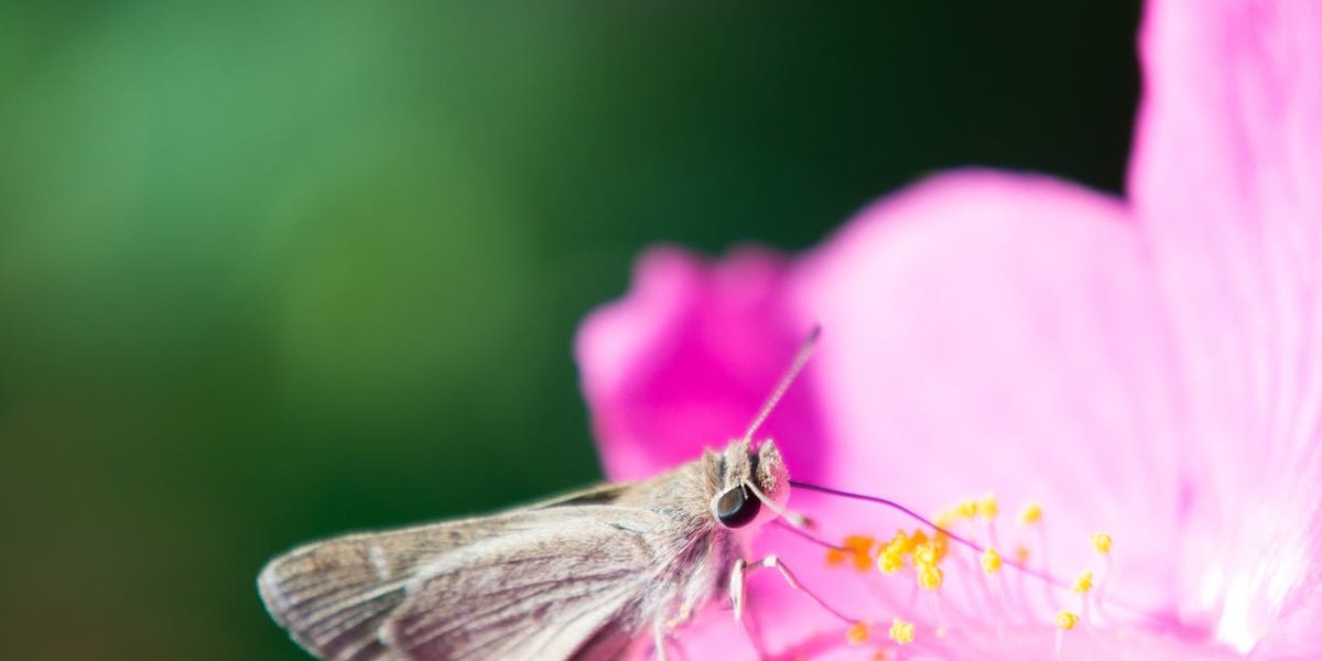 Cercetare: Nectarul floral conține alcool, impact asupra păsărilor și insectelor