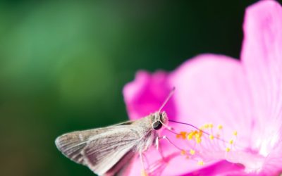 Cercetare: Nectarul floral conține alcool, impact asupra păsărilor și insectelor