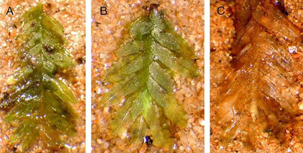 Mușchiul, ajutor neașteptat în rezolvarea cazurilor de profanare a mormintelor Un caz vechi de profanare a mormintelor, care a ținut orașul Alsip, Illinois, în suspans timp de mai mulți ani, pare să fi fost elucidat în sfârșit cu ajutorul unui mic mușchi