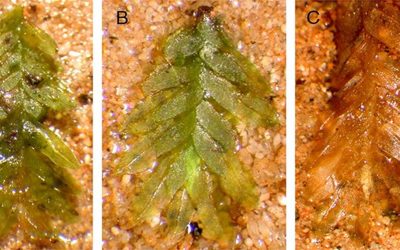 Mușchiul, ajutor neașteptat în rezolvarea cazurilor de profanare a mormintelor Un caz vechi de profanare a mormintelor, care a ținut orașul Alsip, Illinois, în suspans timp de mai mulți ani, pare să fi fost elucidat în sfârșit cu ajutorul unui mic mușchi
