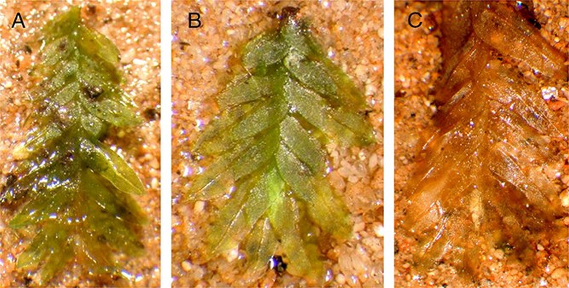 Mușchiul, ajutor neașteptat în rezolvarea cazurilor de profanare a mormintelor Un caz vechi de profanare a mormintelor, care a ținut orașul Alsip, Illinois, în suspans timp de mai mulți ani, pare să fi fost elucidat în sfârșit cu ajutorul unui mic mușchi