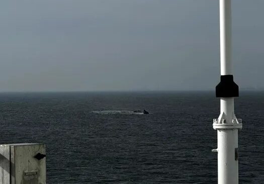 Forțele Navale intervin în continuare pentru recuperarea echipajului și a echipamentelor din nava scufundată la Midia Un incident tragic a avut loc sâmbătă dimineață în largul portului Midia, unde o șalupă rapidă de intervenție pentru scafandri, numită „JUPITER” – 107, a fost dislocată pentru a efectua operațiuni de căutare și recuperare în zona unde nava remorcher, scufundată recent, s-a afundat