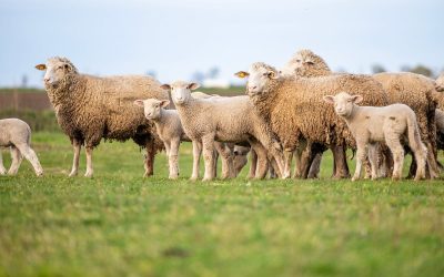 Crescători de ovine din Galați, în pragul unei crize fără precedent, teama de a-și pierde sursa de venit din cauza evacuării obligate din poligonul militar O situație fără precedent riscă să le pună în prag pe zeci de crescători de ovine din județul Galați, printre care și Dorinel Leu, un cioban din satul Cișmele, comuna Smârdan