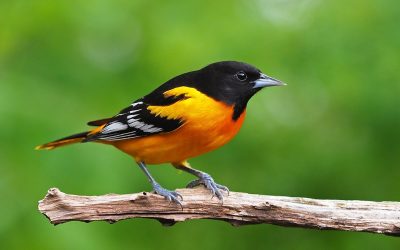 Patru mituri despre păsările din curte demontate chiar acum