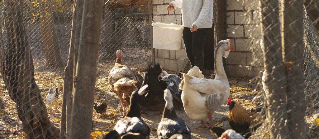 Mulți români crescu animale în gospodăriile proprii fără să fie conștienți de reglementările stricte impuse de lege, fapt care poate duce la conflicte și sancțiuni