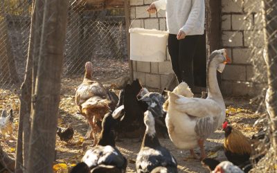 Mulți români crescu animale în gospodăriile proprii fără să fie conștienți de reglementările stricte impuse de lege, fapt care poate duce la conflicte și sancțiuni