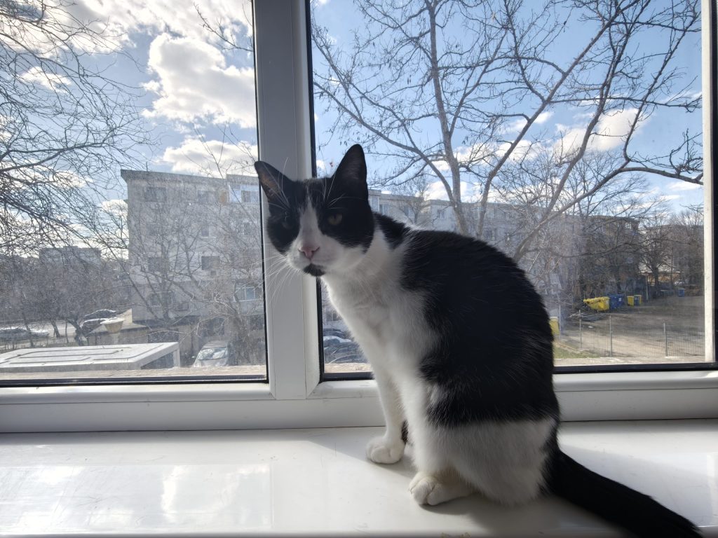 Cum să-ți prelungești viața felinei iubite: sfaturi bazate pe cele mai recente studii O iubire de lungă durată cu animalul de companie preferat nu înseamnă doar momente pline de afecțiune, ci și grijă atentă pentru sănătatea și bunăstarea sa