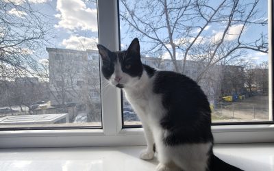 Cum să-ți prelungești viața felinei iubite: sfaturi bazate pe cele mai recente studii O iubire de lungă durată cu animalul de companie preferat nu înseamnă doar momente pline de afecțiune, ci și grijă atentă pentru sănătatea și bunăstarea sa