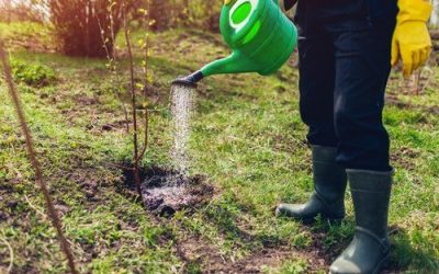 Primăvara, în livada românească, nu aduce doar flori și soare, ci și un început de sezon extrem de important pentru cultivatorii de pomi fructiferi