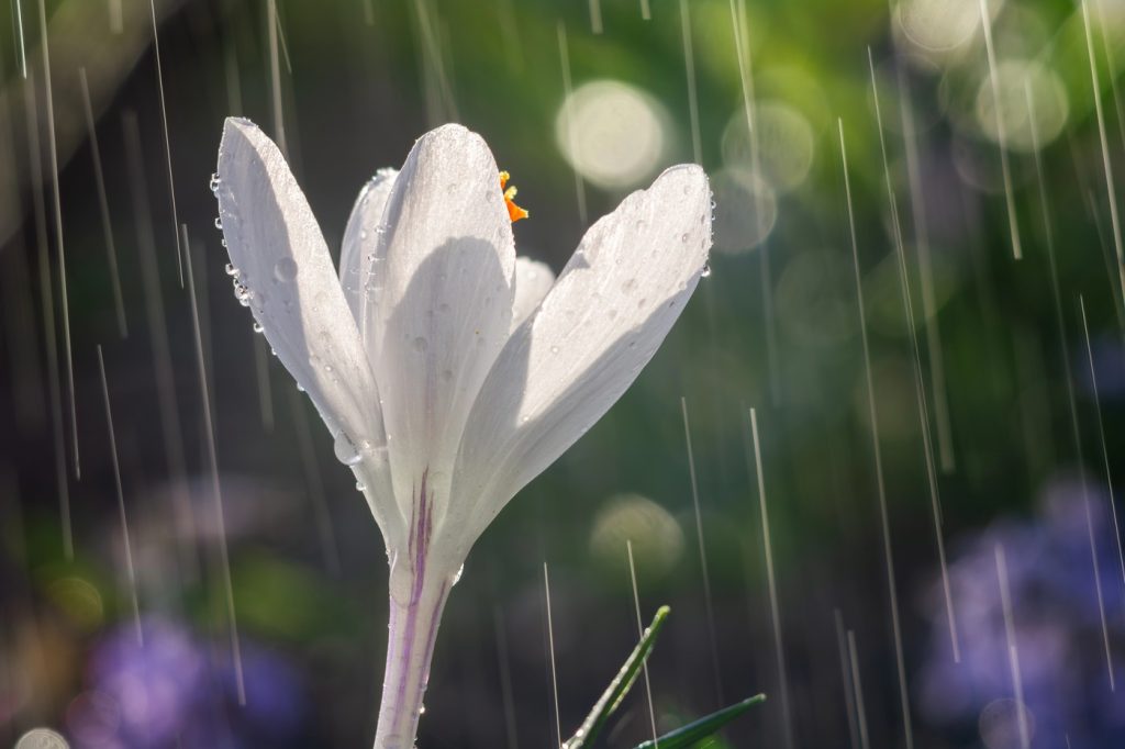 Primăvara aduce, în sfârșit, o veste bună pentru românii din Crișana și zonele învecinate: vremea va fi mai caldă decât în mod obișnuit pentru această perioadă a anului