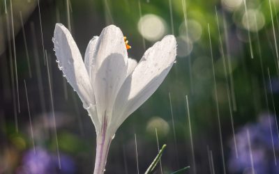 Primăvara aduce, în sfârșit, o veste bună pentru românii din Crișana și zonele învecinate: vremea va fi mai caldă decât în mod obișnuit pentru această perioadă a anului