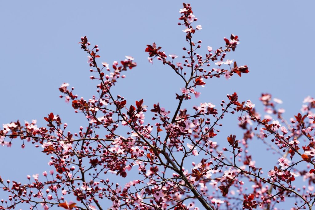 Primăvara 2023 promite să fie mai blândă, cu temperaturi ușor peste normalul sezonului în regiunea intracarpatica, conform ultimelor estimări ale meteorologilor