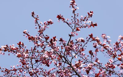 Primăvara 2023 promite să fie mai blândă, cu temperaturi ușor peste normalul sezonului în regiunea intracarpatica, conform ultimelor estimări ale meteorologilor