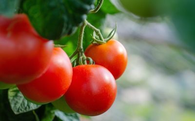 Primele tomate românești din solarii, de o calitate remarcabilă, au început să apară în piețele din întreaga țară, însă la prețuri ce frământă buzunarele cumpărătorilor