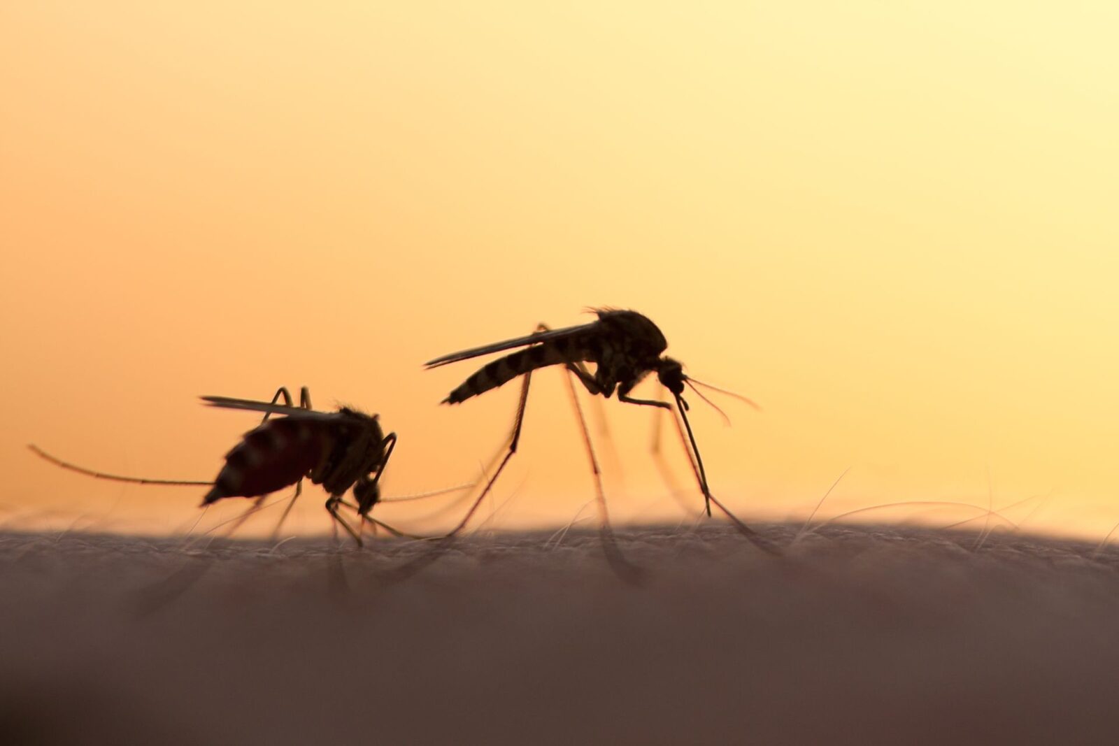 O descoperire revoluționară în lupta împotriva țânțarilor ar putea însemna în curând o schimbare semnificativă în modul în care protejăm oamenii de aceste insecte periculoase