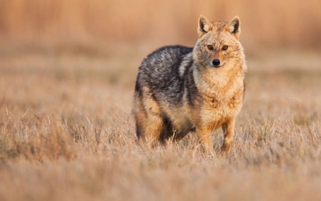 Locuitorii din cartierul Aradul Nou din Timișoara trăiesc de câteva săptămâni cu un sentiment tot mai accentuat de nesiguranță, după ce au început să observe prezența tot mai frecventă a unor animale sălbatice pe un teren viran adesea asociat cu zonele de vegetație deasă din apropierea Complexului Pădurice