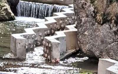 Pești morți descoperiți în aval de Barajul Reconstrucția din Piatra-Neamț, autoritățile în alertă Un incident îngrijorător a pus pe jar autoritățile din Piatra-Neamț, după ce, marți după-amiază, a fost semnalată o mortalitate masivă a peștilor în zona din aval de Barajul Reconstrucția