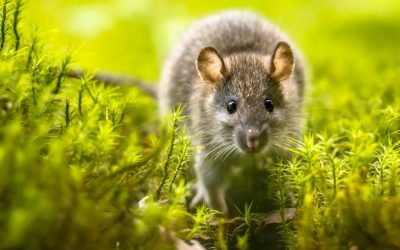 Metoda naturală de protecție a grădinii împotriva șobolanilor, recomandată de specialiști În sezonul cald, problemele cu rozătoarele devin mai acutizate pentru mulți gospodari și grădinari