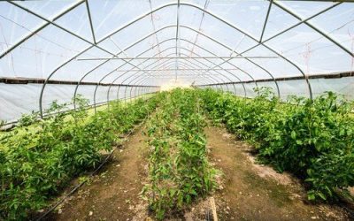 Temperatura optimă pentru plantarea răsadurilor de legume în solar, în special a roșiilor și ardeilor, devine din ce în ce mai importantă pe măsură ce sezonul primăvara-avril se apropie