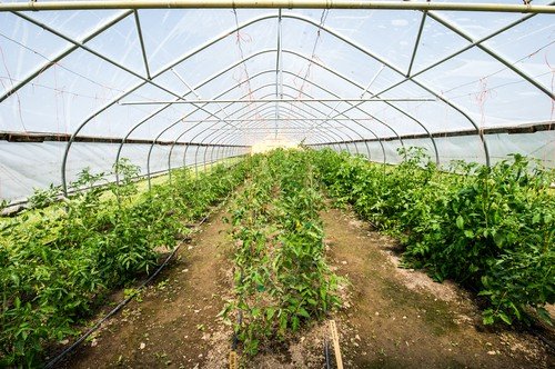 Temperatura optimă pentru plantarea răsadurilor de legume în solar, în special a roșiilor și ardeilor, devine din ce în ce mai importantă pe măsură ce sezonul primăvara-avril se apropie