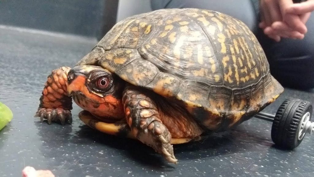 O broască țestoasă de tip Gulf Coast box turtle care își pierduse membrele din spate găsește, în cele din urmă, o cale să-și recâștige mobilitatea, datorită unei inițiative inedite, susținută de comunitățile online și tehnologia imprimării 3D