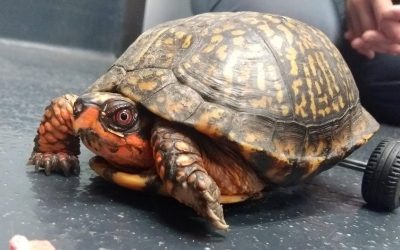 O broască țestoasă de tip Gulf Coast box turtle care își pierduse membrele din spate găsește, în cele din urmă, o cale să-și recâștige mobilitatea, datorită unei inițiative inedite, susținută de comunitățile online și tehnologia imprimării 3D