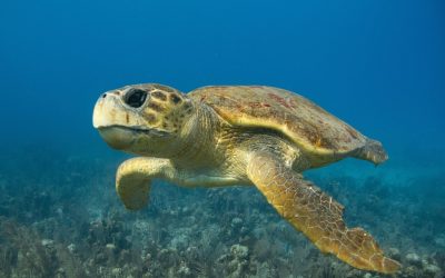 O țestoasă marină a străbătut peste 6.000 de kilometri în căutarea locului de reproducere, un traseu remarcabil în lumea faunei marine O țestoasă marină din specia boba, denumită Diana de cercetători, a parcurs un traseu impresionant care a depășit 6.000 de kilometri prin Oceanul Atlantic