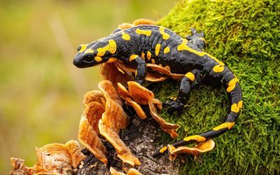 De ce unele salamandre preferă frigul: descoperirea unei chei biologice a adaptabilității În lumea animalelor, adaptarea la condițiile de mediu reprezintă un proces esențial pentru supraviețuire