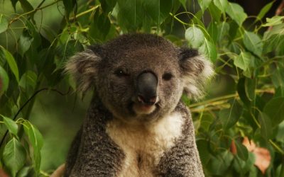 Ursuleții koala, recuperare după aproape dispariție