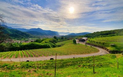 Femeile conduc o treime din întreprinderile din Toscana, iar străinii sunt la volan în cele mai multe dintre acestea În regiunea Toscana, un unul dintre cele mai frumoase și vizitate zone din Italia, situația antreprenorială are o componentă surprinzătoare: aproximativ 25% din întreprinderile locale sunt conduse de femei, iar în fruntea acestora se află adesea străini