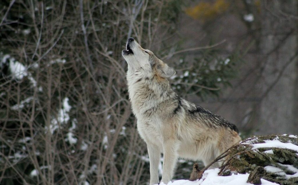 Parc de faună din Anglia eutanasiază întrega haită de lupi după o serie de conflicte interne violente Un parc de faună sălbatică din sud-estul Angliei a luat o decizie radicală pentru a pune capăt conflictelor interne dintre lupi: întreaga haită a fost eutanasiată