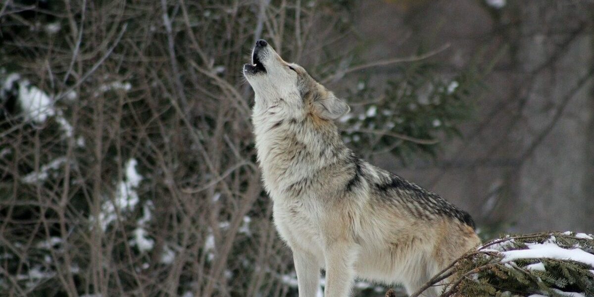 Parc din Marea Britanie eutanasiază întreaga haită de lupi, acuzată de agresivitate