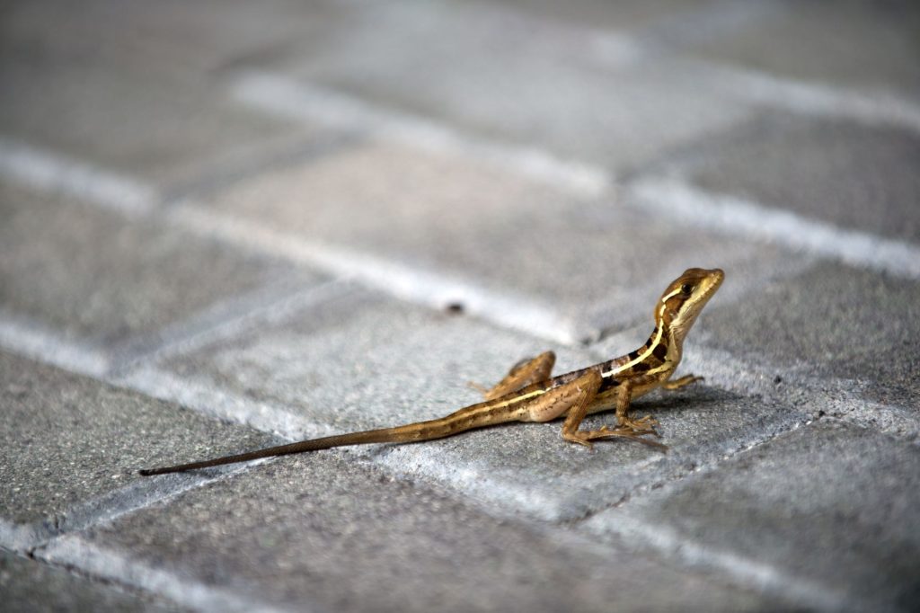 Animale sălbatice, adaptări uluitoare la viața din București, spun cercetătorii