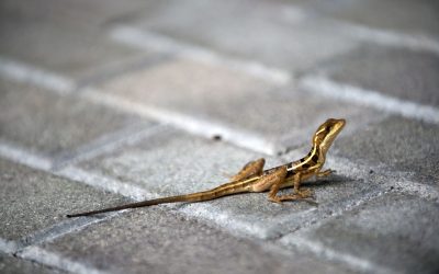 Animale sălbatice, adaptări uluitoare la viața din București, spun cercetătorii