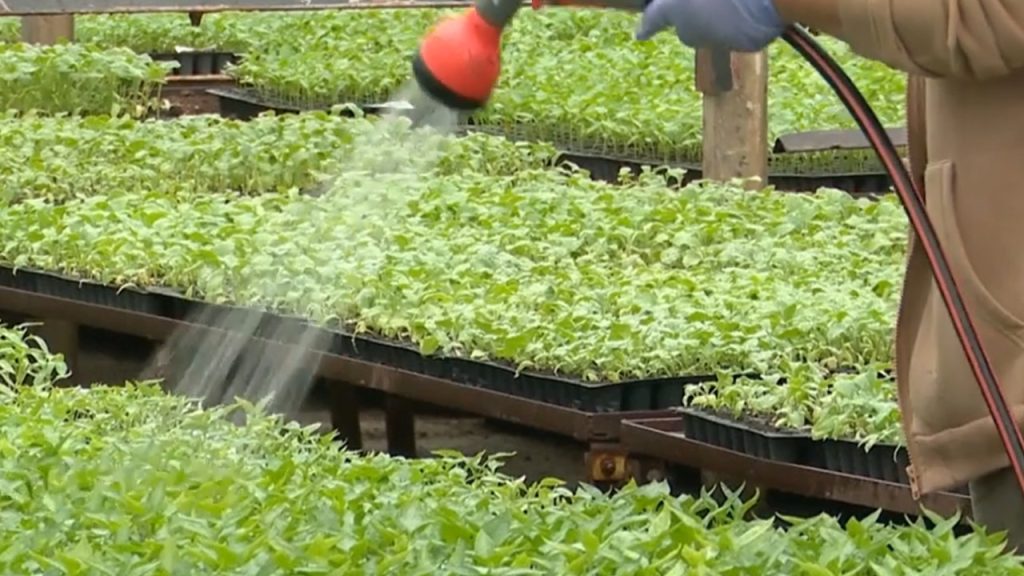 Vânzările de răsaduri de legume au început oficial, după ce Stațiunea de Cercetare și Dezvoltare Legumicolă din Buzău a lansat ieri comercializarea plantelor pentru sezonul de primăvară