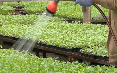 Vânzările de răsaduri de legume au început oficial, după ce Stațiunea de Cercetare și Dezvoltare Legumicolă din Buzău a lansat ieri comercializarea plantelor pentru sezonul de primăvară