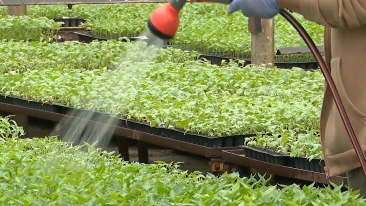 Vânzările de răsaduri de legume au început oficial, după ce Stațiunea de Cercetare și Dezvoltare Legumicolă din Buzău a lansat ieri comercializarea plantelor pentru sezonul de primăvară