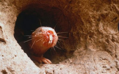 Animalul care simte cu dinții: Testul de cultură generală