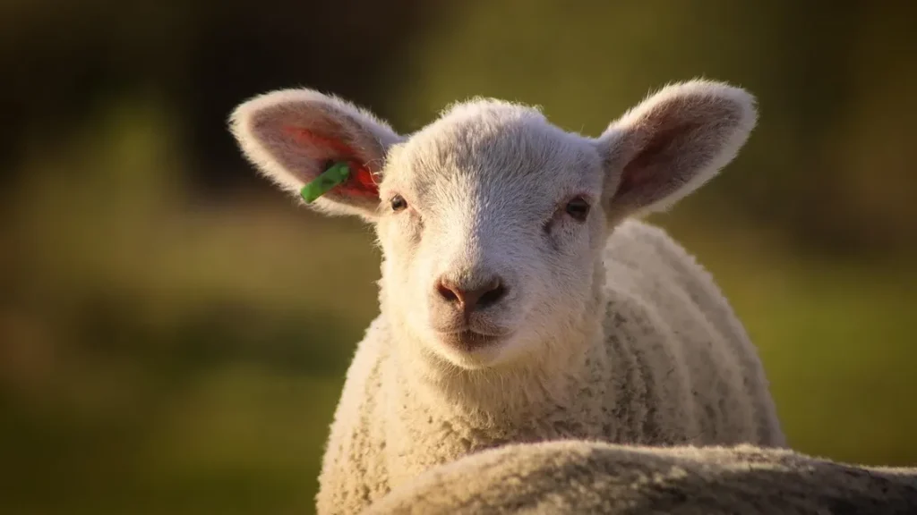 Prețurile pentru carnea de miel variază considerabil în funcție de lanțul de supermarketuri, iar diferențele pot ajunge și la câteva zeci de lei pe kilogram