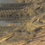 India, plan BIZAR: șerpi și crocodili contra imigranților din Bangladesh