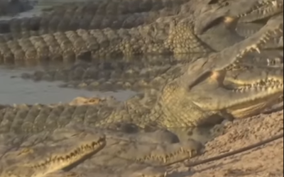 INDIA CONSDIERĂ MOBILIZAREA CROCODILILOR PENTRU A OPRI IMIGRAȚIA ILEGALĂ India analizează posibilitatea de a folosi „batalioane” de crocodili pentru a stopa imigrația ilegală din Bangladesh, potrivit unor surse din cadrul poliției de frontieră