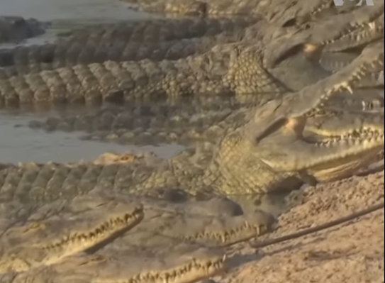 India, plan BIZAR: șerpi și crocodili contra imigranților din Bangladesh