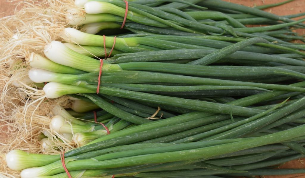 Ceapa verde poate fi reîmprospătată rapid și ușor, fără a fi nevoie de pământ sau de echipamente speciale, utilizând doar un pahar cu apă și partea de jos a tijei