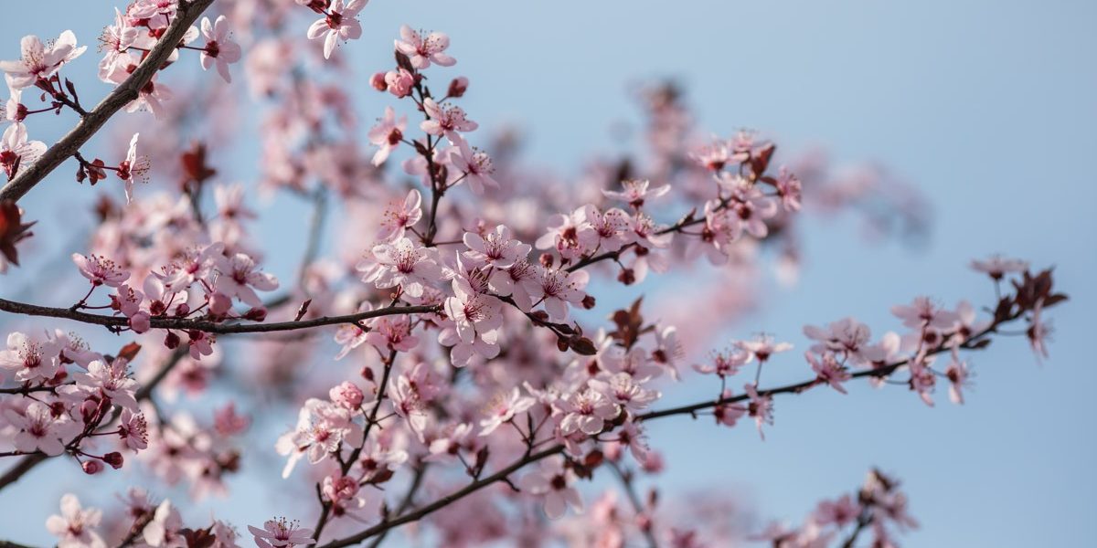 Pauza de respirație în Duminica Floriilor cu imagini din florile Capitalei