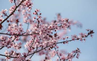 Parcurile din București s-au îmbrăcat în nuanțe florale, în ziua dedicată Floriilor, o sărbătoare cu încărcătură religioasă și tradițională pentru creștinii ortodocși