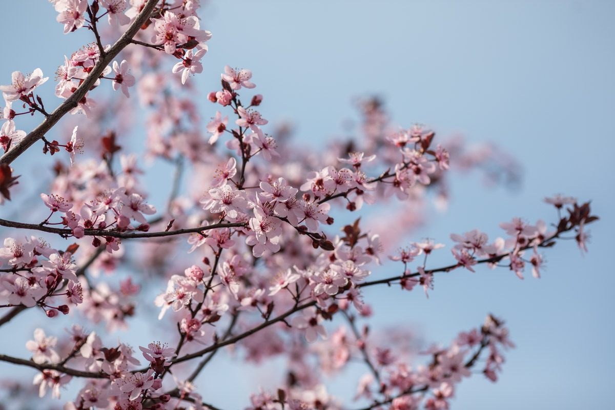 Parcurile din București s-au îmbrăcat în nuanțe florale, în ziua dedicată Floriilor, o sărbătoare cu încărcătură religioasă și tradițională pentru creștinii ortodocși